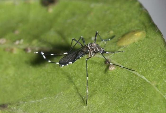     La dengue gagne du terrain en Guadeloupe

