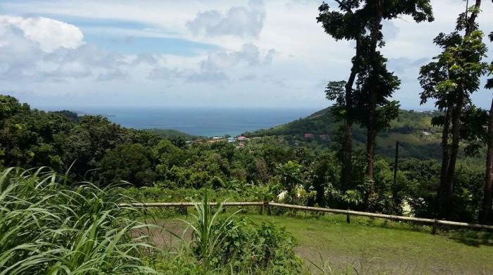     La forêt "Montravail" le poumon vert du sud de la Martinique

