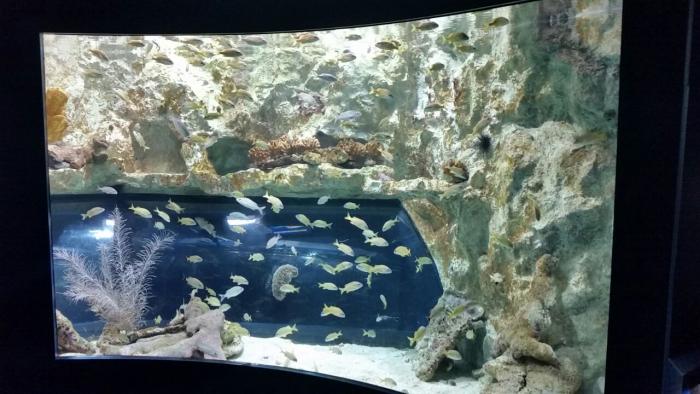     La Guadeloupe a un "nouvel aquarium" !

