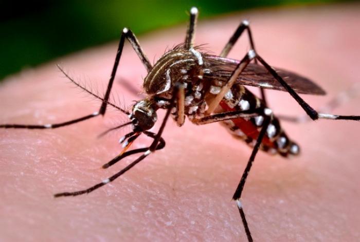    La lutte contre les gîtes de moustiques Aedes est-elle efficace ? 

