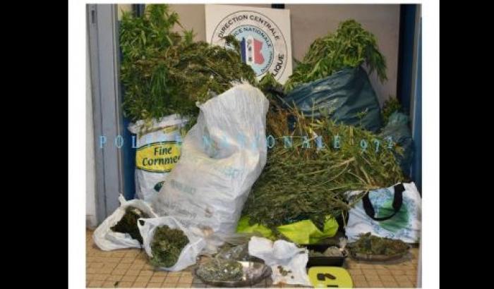     La police découvre 325 pieds de cannabis dans une maison à Balata

