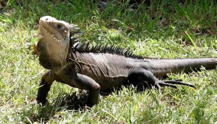    La préfecture cherche à recenser les iguanes endémiques de la Martinique

