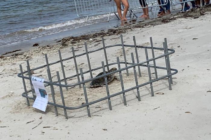     La tortue Anegada : libérée, délivrée 

