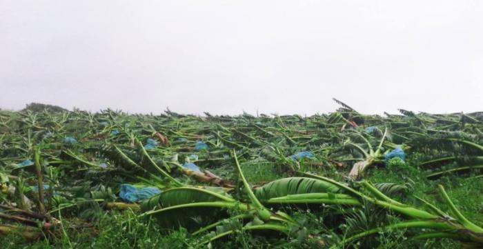    La vidéo aérienne qui montre les dégâts dans les bananeraies 

