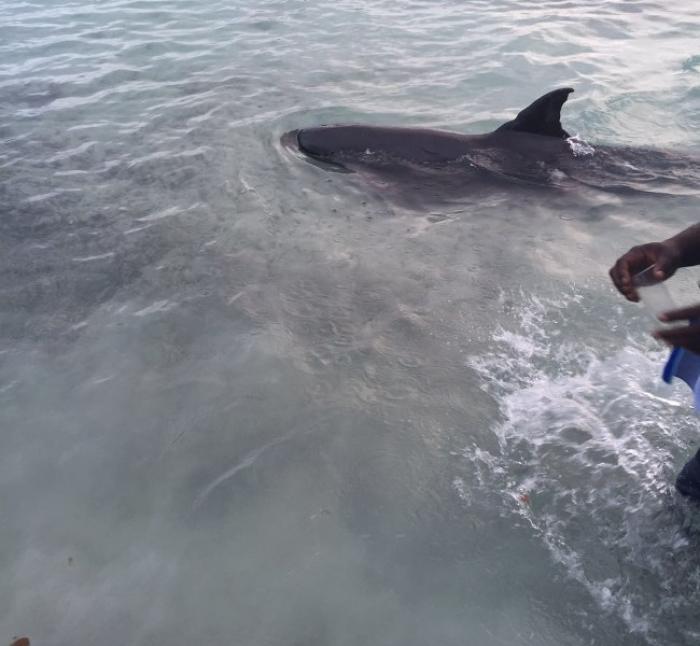     Le dauphin de l'Anse Figuier : le Réseau d’Observation des Cétacés En Martinique (ROCEM) en alerte

