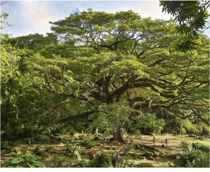     Le Zamana de l’Habitation Céron est le 4ème arbre européen 2017

