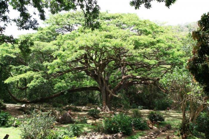     Le zamana du Prêcheur est (presque) l'arbre de l'année

