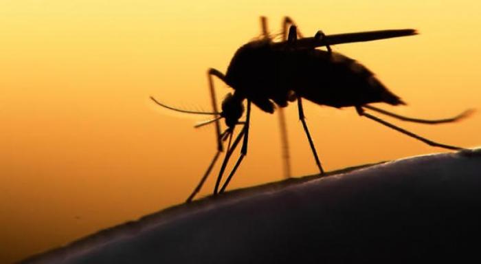     Les autorités multiplient les actions pour lutter contre la dengue 


