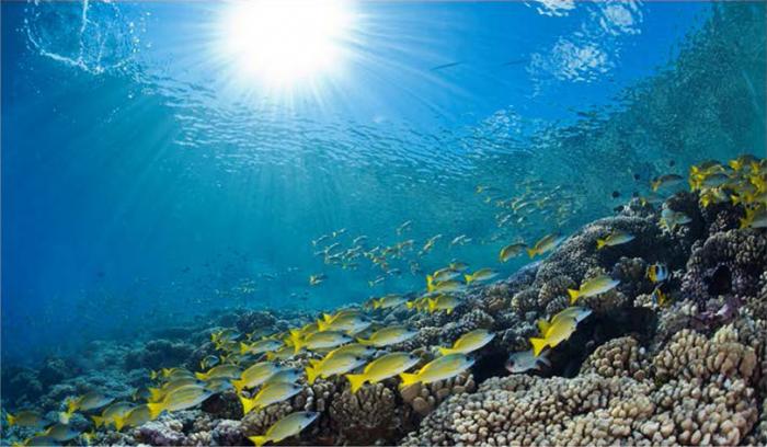     Les scientifiques dénoncent un arrêté sur les coraux en péril

