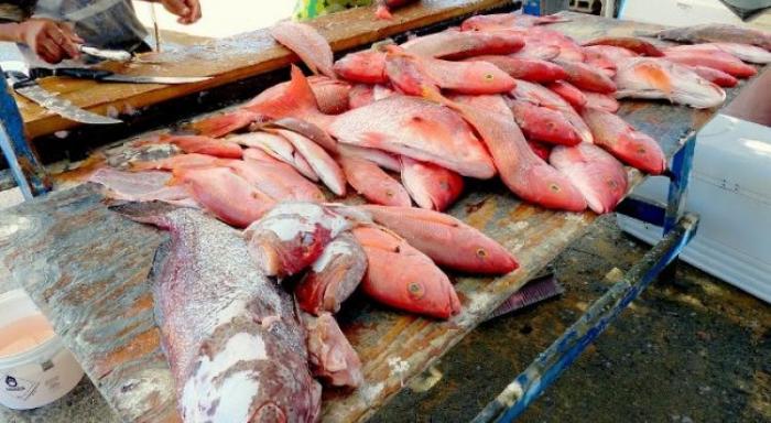     Marin Pêche et le Comité Régional des Pêches se livrent une bataille sur le prix du poisson

