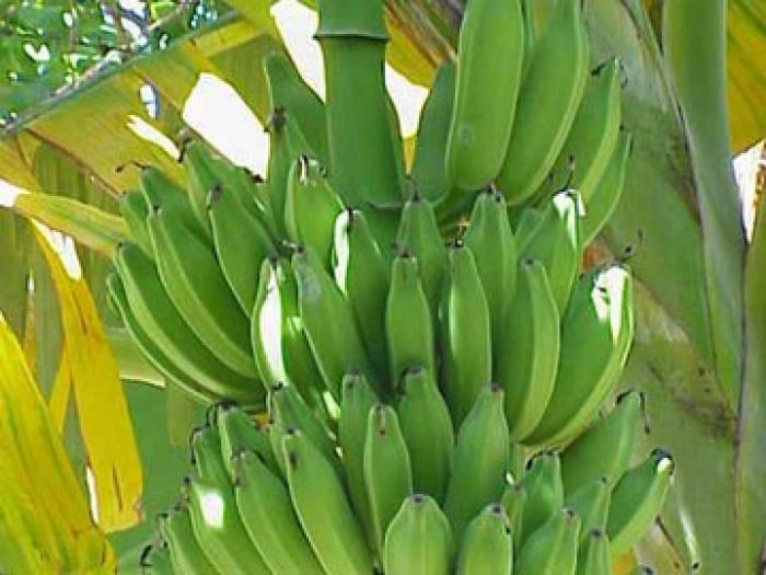      Objectif : 100 000 tonnes de bananes d’ici 2020 et 500 emplois 

