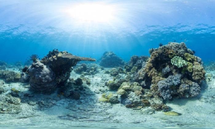     Récifs coralliens : une semaine pour en parler 


