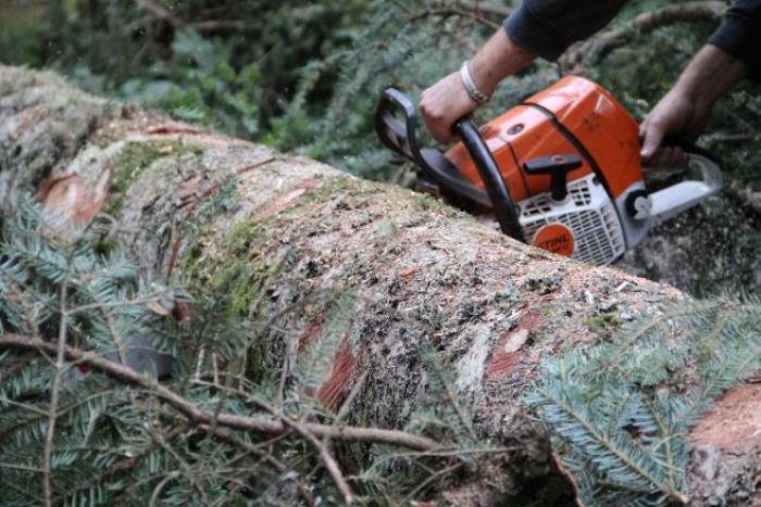     Terres de Goyave : une garde à vue pour destruction d'arbres

