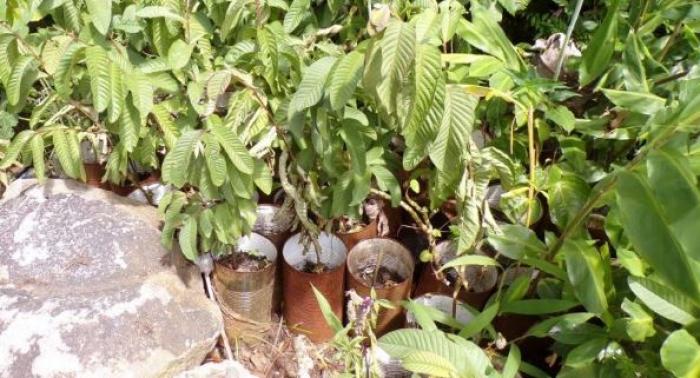     Un plantothèque-école va éclore dans la forêt de Mongérald

