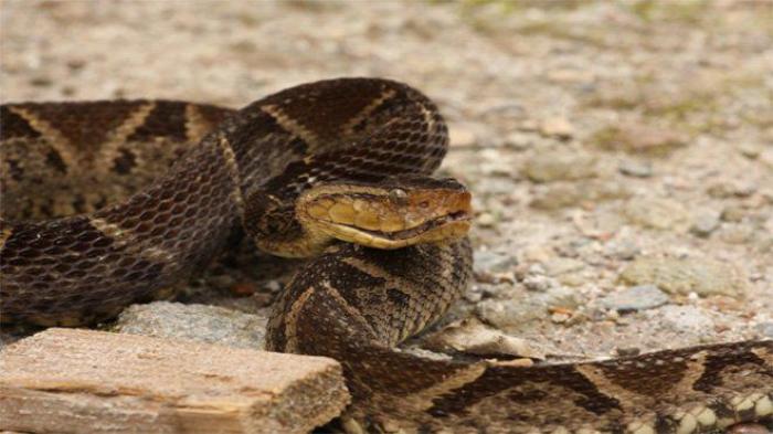     Un serpent sème l'angoisse dans un quartier de Schoelcher.

