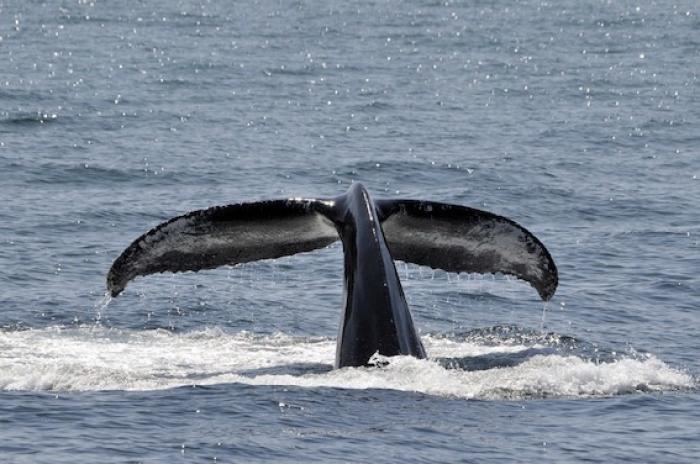     Une baleine danseuse fait le buzz en face du centre-ville de Basse-Terre

