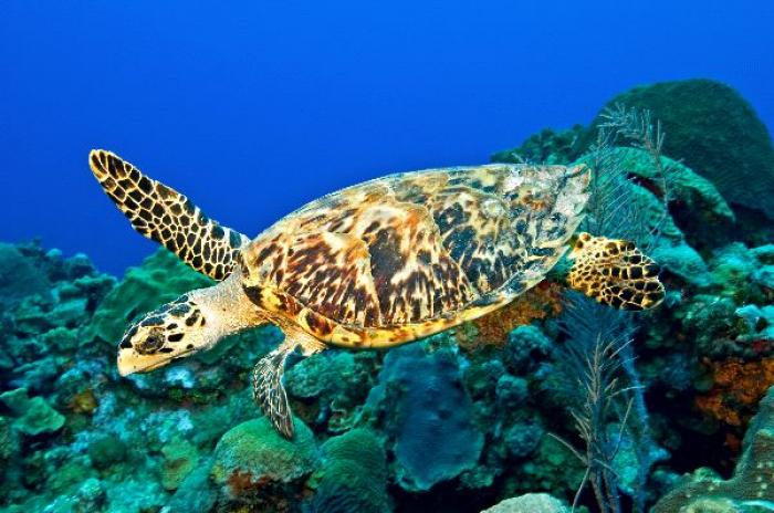     Une demie-tonne d'écailles de tortues marines saisie

