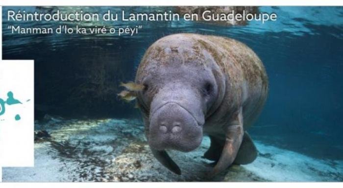     Une dizaine de nouveaux lamantins attendus en Guadeloupe

