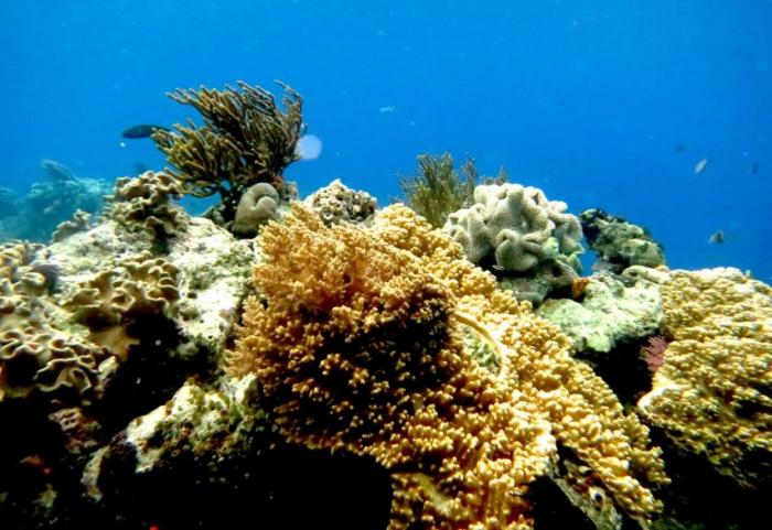     Une nouvelle maladie corallienne approche de nos côtes

