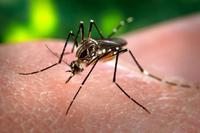     Vaccin contre la dengue : "C'est le premier qui montre une certaine efficacité !"

