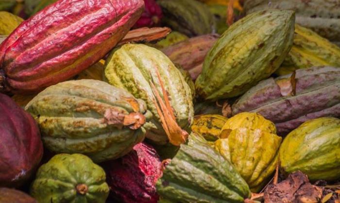     Valcaco rassemble 35 producteurs de cacao en Martinique et vise l'AOC

