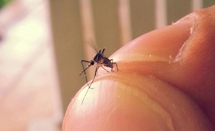     Zika : "Il ne tenait plus sur ses jambes"

