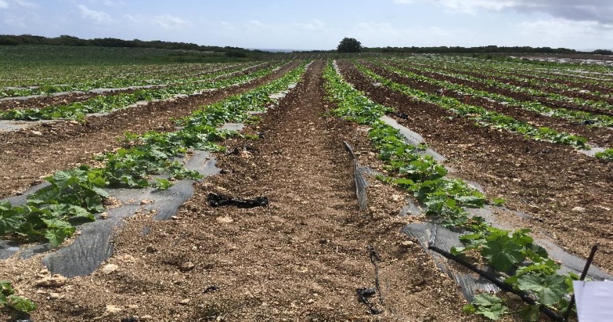     Agriculture : des alternatives pour réduire les déchets plastiques

