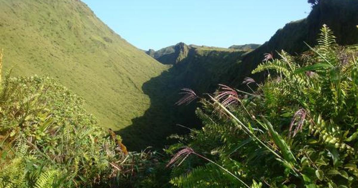     En Martinique, la forêt des Volcans reçoit le label "Forêt d'exception"

