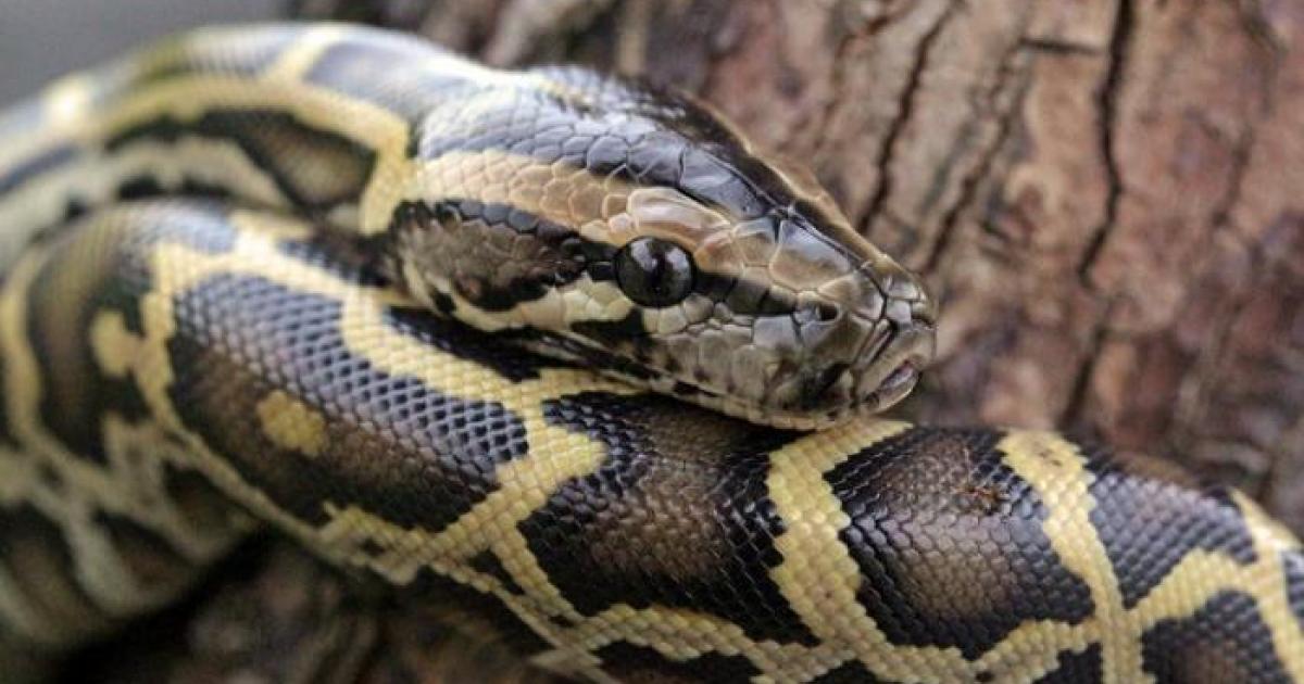     Un serpent découvert dans un supermarché de Petit-Bourg

