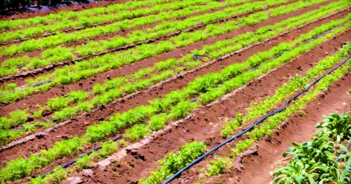     La date limite pour la déclaration des terres agricoles fixée au 15 juin 

