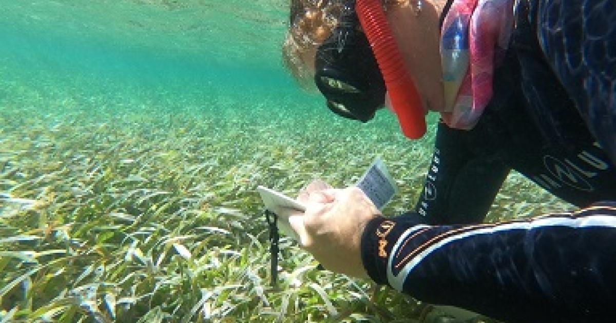     En Guadeloupe, des solutions fondées sur la nature pour réduire l'érosion des côtes

