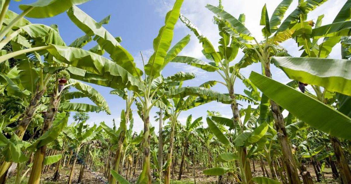     Le CIRAD expérimente des alternatives au glyphosate dans les sols guadeloupéens

