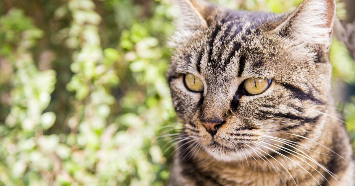     41 jours après, Noémie retrouve son chat Zadig

