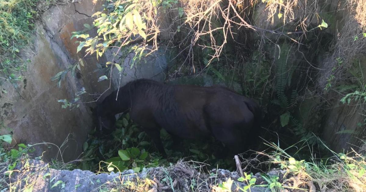     Blue, le cheval sauvé par les pompiers 

