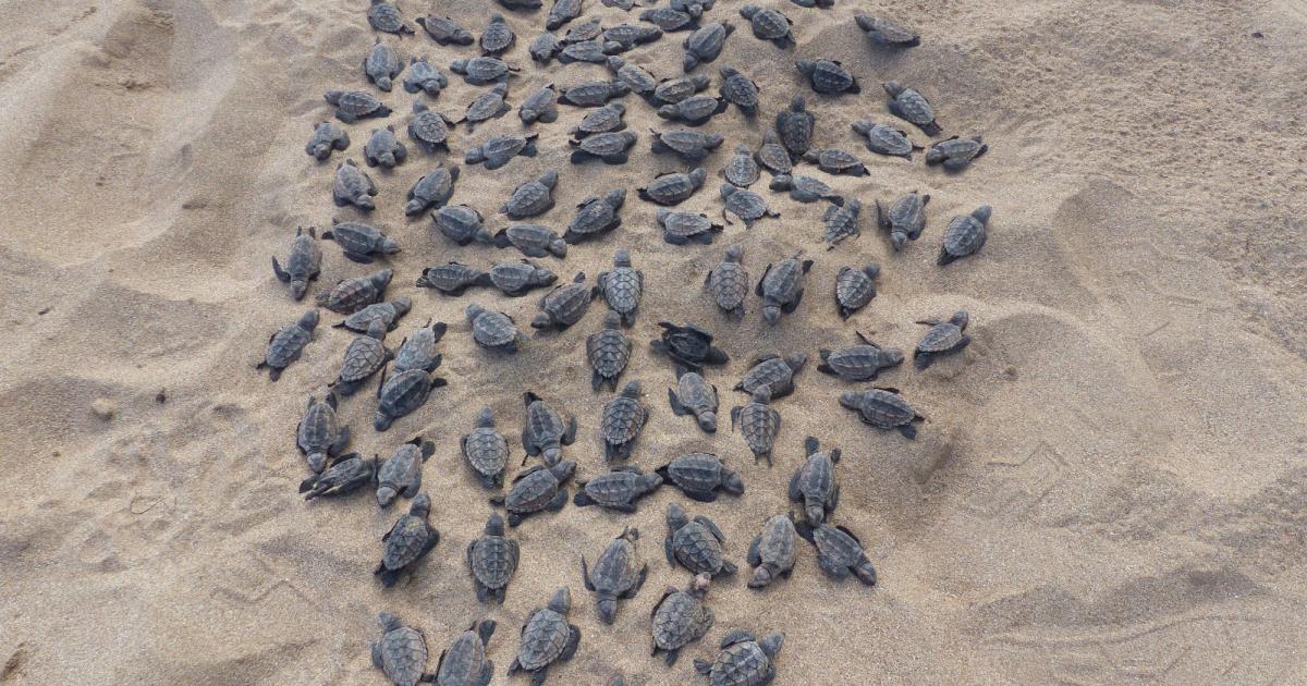     L'ONF veut réduire la pollution lumineuse qui gêne la naissance des tortues

