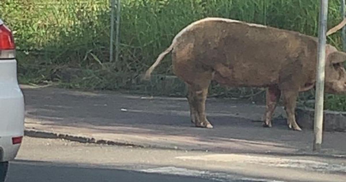     Un cochon  en divagation à Pointe-à-Pitre

