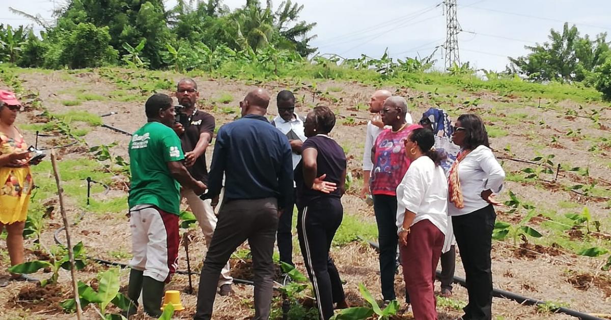     Chlordécone : la commission d'enquête parlementaire en visite de terrain

