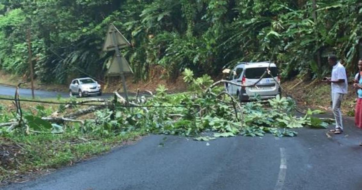     Un arbre tombe sur la route à Saint-Joseph et percute une voiture

