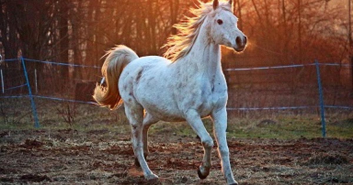     Un cheval tombe dans un trou de 3 mètres de profondeur 

