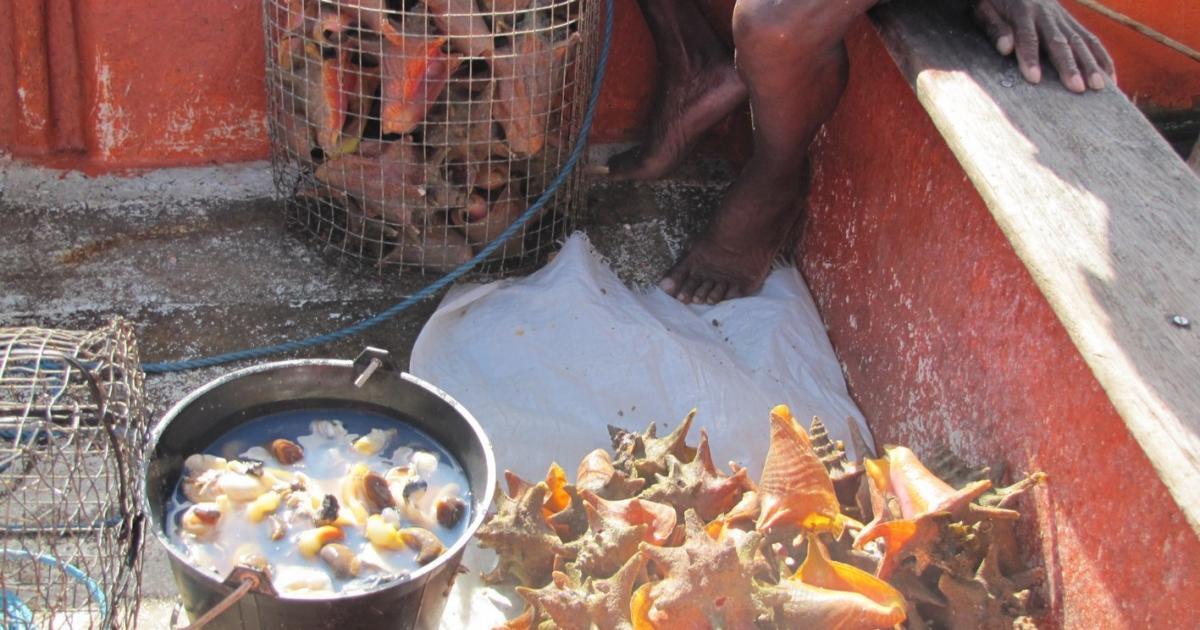     Ouverture de la pêche au lambi le 15 octobre en Guadeloupe

