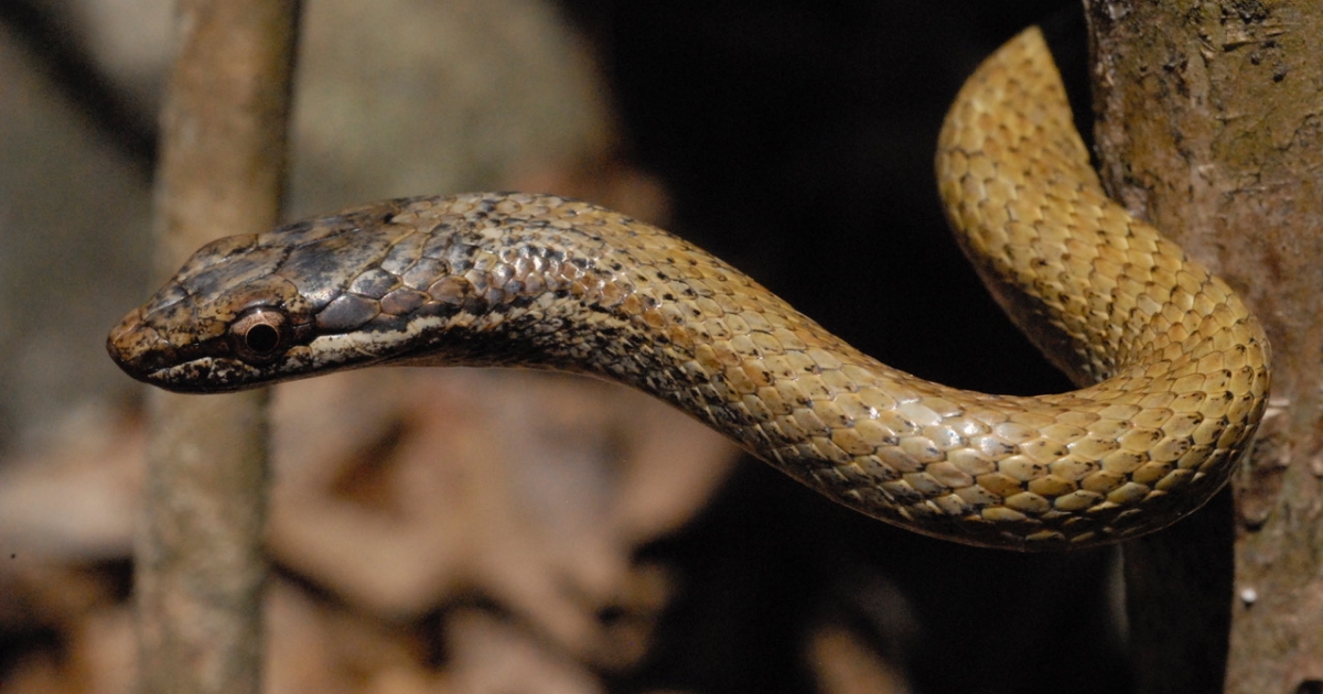     Appel à témoignages lancé pour sauver la grande couresse, serpent endémique de Guadeloupe


