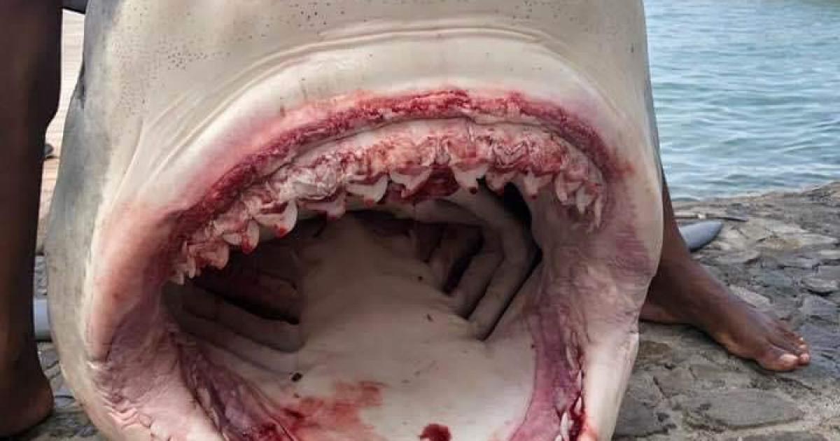     Doit-on s’inquiéter de la présence de requin-tigre dans nos eaux ?

