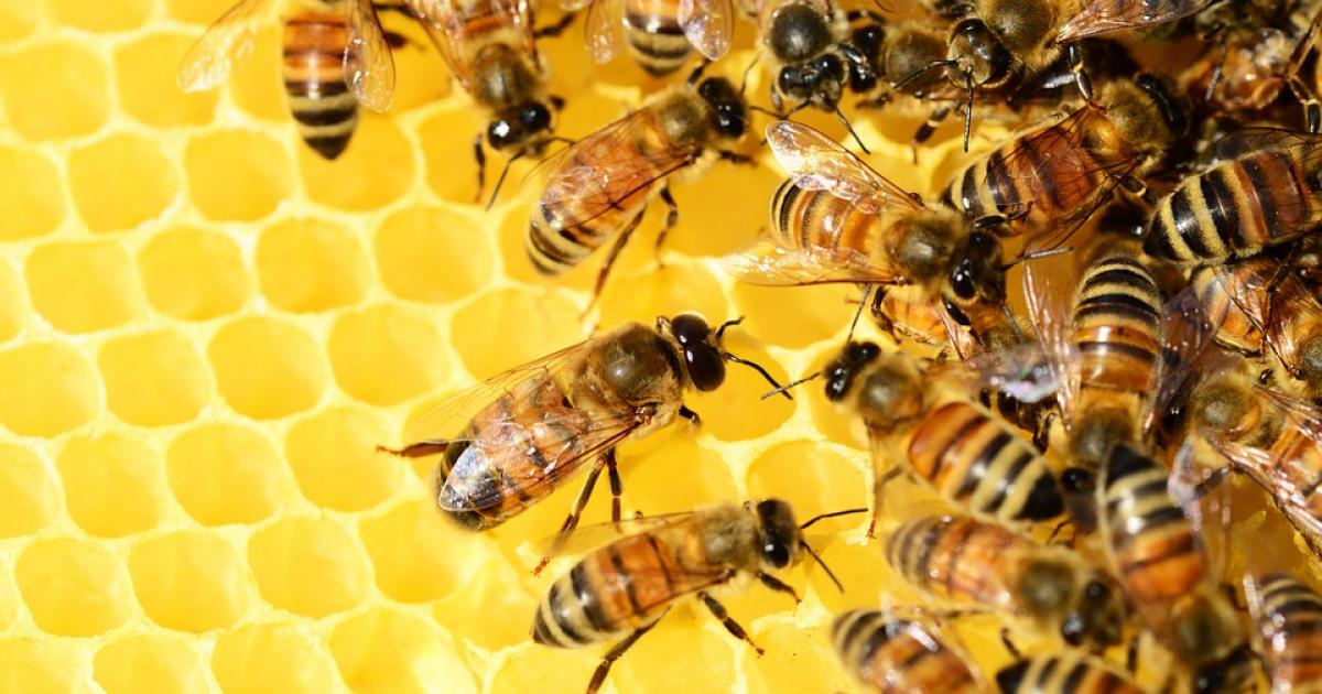     La production de miel en danger selon les apiculteurs 

