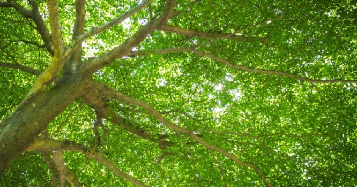     Un sexagénaire décède après avoir chuté d'un arbre

