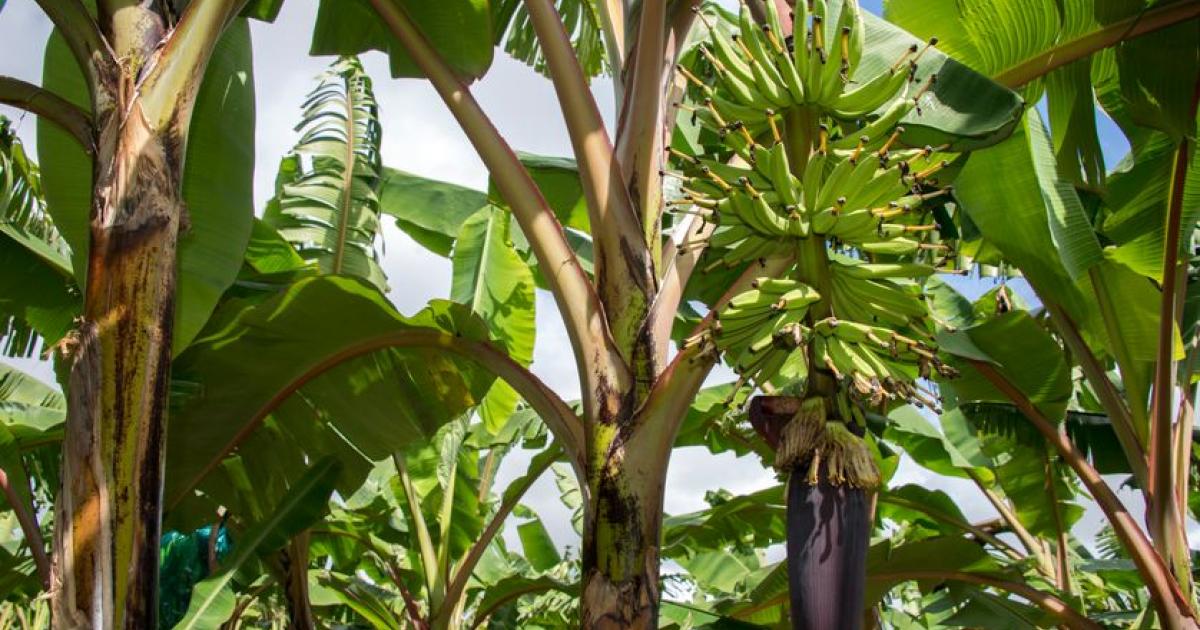     Chlordécone : la collectivité territoriale de Martinique demande aux juges de venir sur place

