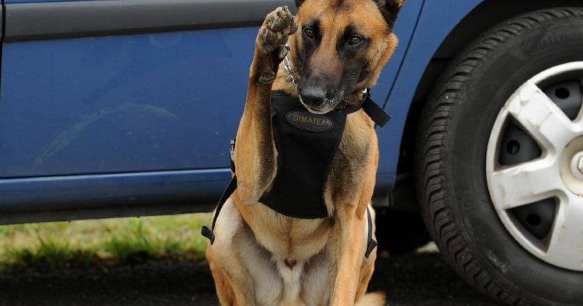     Le chien gendarme retrouve un octogénaire disparu 

