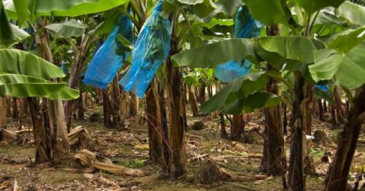     Chlordécone : journée d'action des ouvriers agricoles

