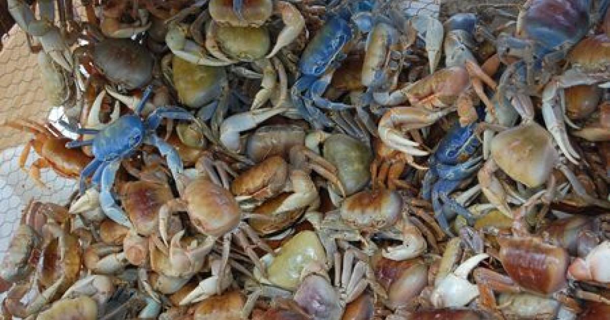     Les crabes de terre et à barbe menacés par la surexploitation

