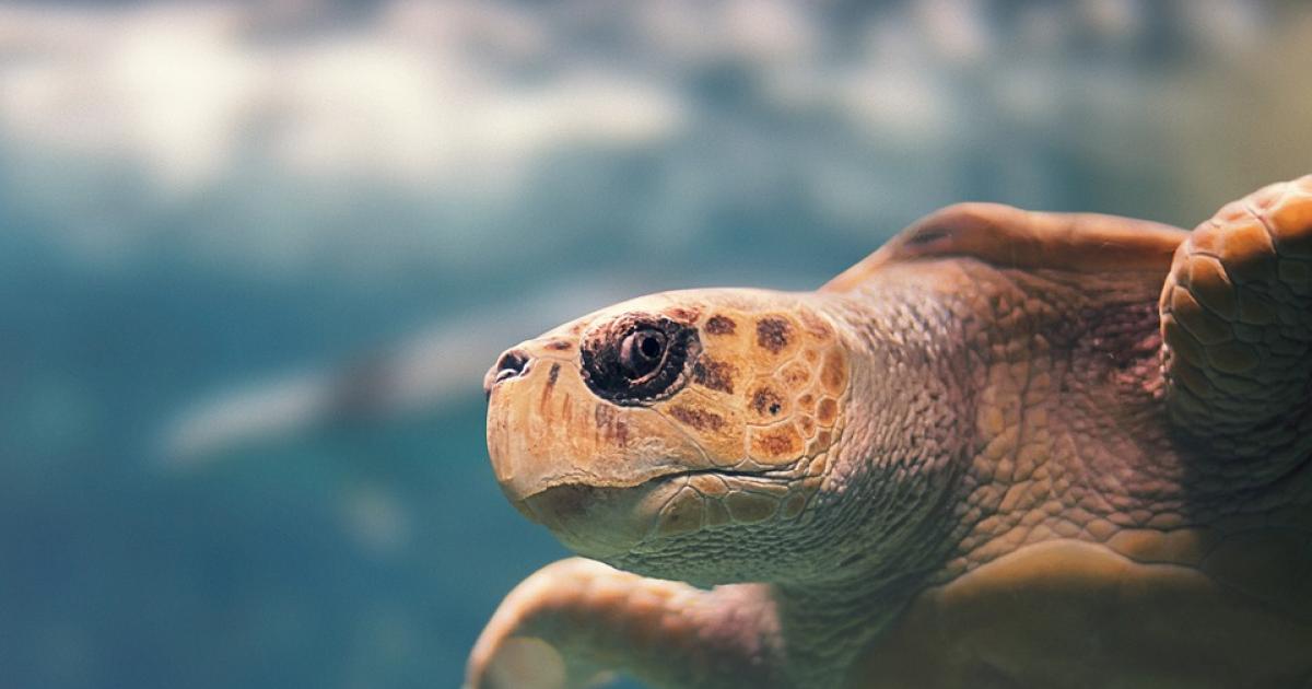     La tortue Antigua relâchée en mer

