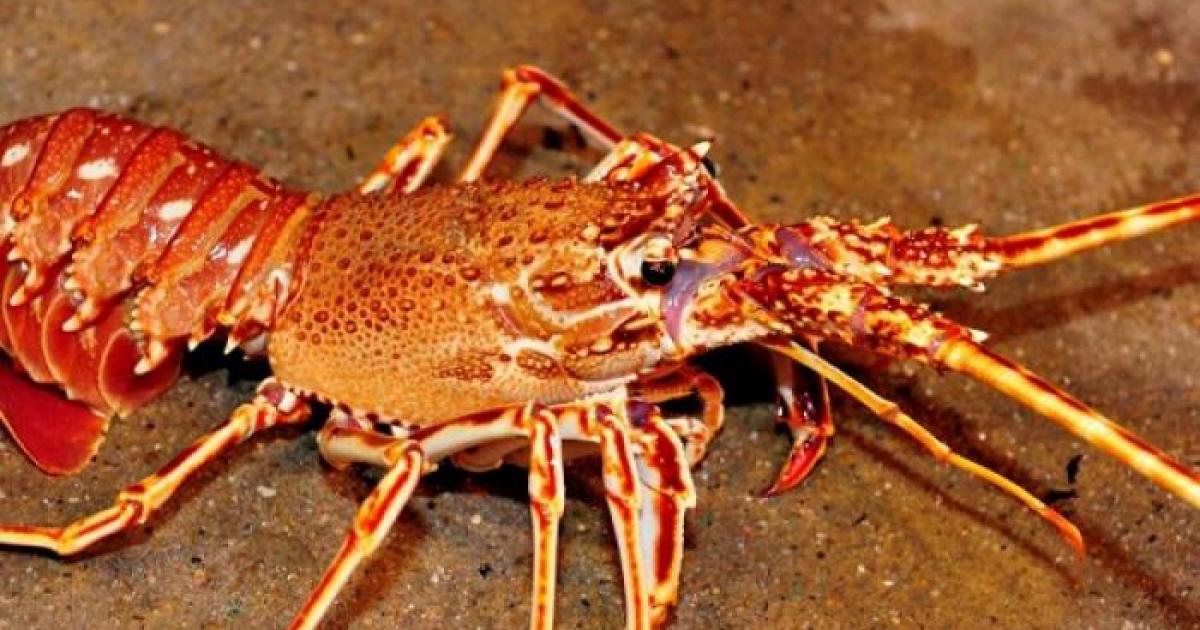     Champagnes et langoustes dérobés dans des cambriolages à Vieux-Habitants

